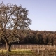 Vieux cerisier planté par William et Clément Saintot au bord des vignes du Champagne William Saintot à Avenay Val D'Or.