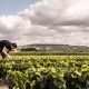 Morgann du champagne William Saintot, dans une rangée de petits plants de vignes dans sa pépinière