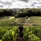 Vue plongeante dans les parcelles de vignes du Champagne William Saintot où Morgann prélève du raisin pour le contrôle de la maturation des grappes